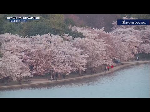 Cherry Blossom Bloom Cam! | FOX 5 DC