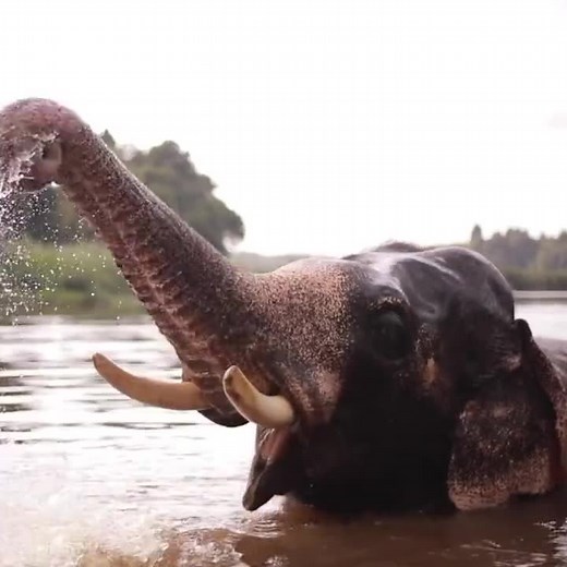 Elephant Sound Effects Compilation | Funny Animal Videos