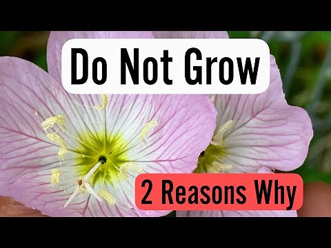 Evening Primrose (Oenothera Speciosa) | 2 Reasons Not to Grow