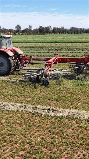 Some great footage of our new MF RK7772 SD-TRC side delivery rake in action on some Prime Lucerne and some MASSIVE rows of Rye Grass. Very pleased with the job it does, fluffing the hay up to get the most out of drying time! #KiallanHay #grownforperformance #HorseHay #qualityhay #livestockfeed #countrynsw #familyrunbusiness #billimari #supportlocalbusiness #livestockfeed #MasseyFerguson #RK772 SD-TRC #PrimeLucerne #PrimeRyeGrass #JGW | Kiallan Hay