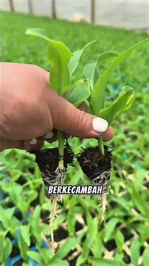 Why don't Chinese farmers plant corn directly in the fields? #Corn #Farming #gardening #Agriculture