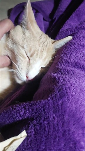 #cat I like singing songs to my cat