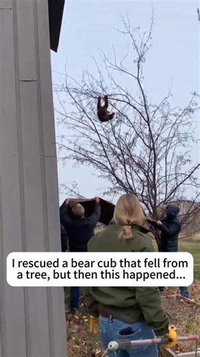 I rescued a bear cub that fell froma tree, but then this happened...#animal #animals #bear #save #rescue #loveanimal #lovestory #animalrescue #cuteanimals #fyp #foryou #foryoupage❤️❤️ #animalstiktok #usaus