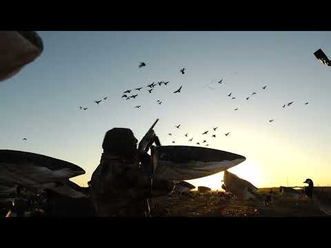 Great Goose Hunting Action #texas