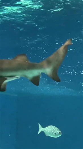 Friendly neighborhood shark#sharkweek