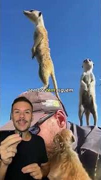 Why do meerkats use humans as observation points?