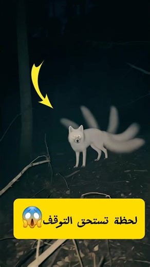 ظهور ثعلب ليلي بذيول متعددة في الغابة | مشهد غامض من الحياة البرية #shorts #short #اكسبلور