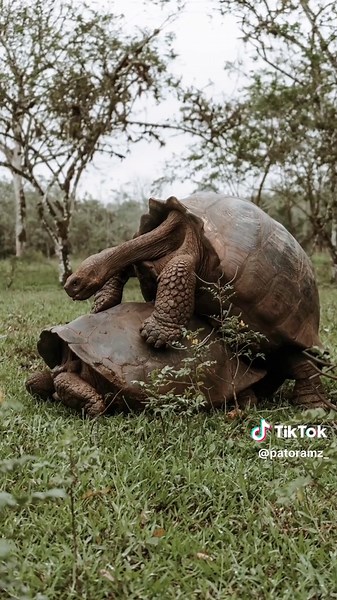 El ruido de las tortugas en Galápagos