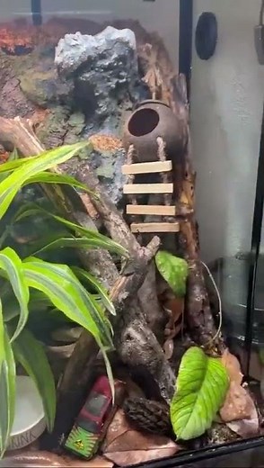 This talent for blending “wild nature” and “reptile comfort” is next-level.