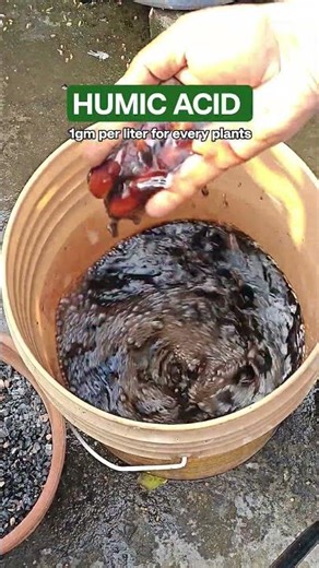 How to apply HUMIC ACID in Plants #humicacid