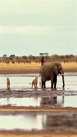 Clever Baboon Jumps on Elephant’s Back to Flee Lion