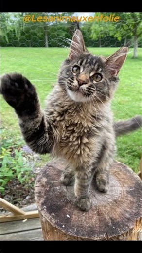 L'Incroyable Évolution de mon Maine Coon : De Chaton Adorable à Géant Majestueux ! 🐾