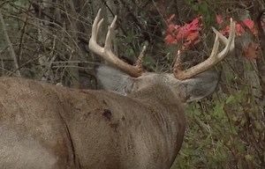 This Whitetail Behavior is Most Puzzling | Whitetail Wisdom Blog | Deer & Deer Hunting
