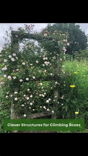 It’s Travel Tuesday. This week it’s Mottisfont Abbey In Hampshire England #gardening #garden #rose