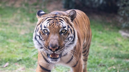 New tiger at Zoo Knoxville brings hope for conservation of a critically endangered species