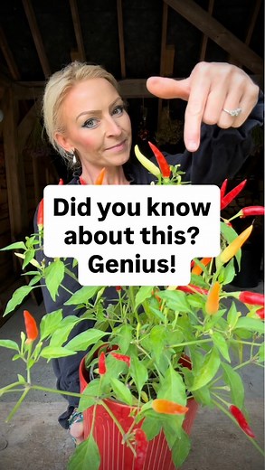 1.4M views · 15K reactions | Multiple Chilly plants for free. Do it...