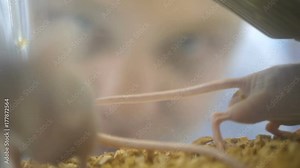 Slow mo Slider Shot. Medical Research Scientist Examines Laboratory Mice and Looks on Tissue Samples under Microscope. She Works in a Light Laboratory. White lab rat sniffs at the bars of its cage Stock Video