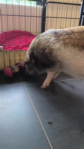 Un membre de la famille à part entière. Quel bonheur d’avoir reçu la visite de Bacon aujourd'hui ! 🐽 ✨ À bientôt 2 ans, il est l'exemple parfait du micro cochon épanoui qui partage tout avec sa famille. Entre eux, c'est une relation fusionnelle. Bacon ne reste pas au fond du jardin, il participe à toutes les sorties : Des sessions de canoë sur l'eau 🛶 Des journées de détente à la plage 🏖️ Et il a même testé la grande roue ! 🎡 Regardez-le ici, toujours aussi curieux et malin avec son jouet d'