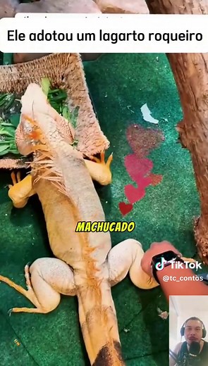 Ele adotou um roqueiro. Veja a #história desse lindo e fofo #animal aqui no #tccontos. Lembrando que animais devem sempre ser respeitados no seu habitat e nossos vídeos são estórias com foco no entretenimento #natureza #vidaanimal