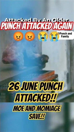 Moe & Maru SAVE Punch-kun From Attack! #punch #パンチくん #short #viral #shorts #fyp パンチ君 パンチ #がんばれパンチくん