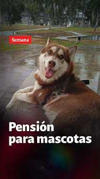 FIRST dog with court-ordered child support: Lucas's case sets a global precedent