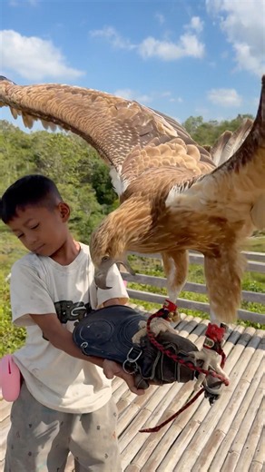 Tarzan boy excitedly calls his big eagle #animals