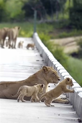 Adorable lion cubs playing around their mom on a bridge #lion #animals #wildlife #nature #shorts