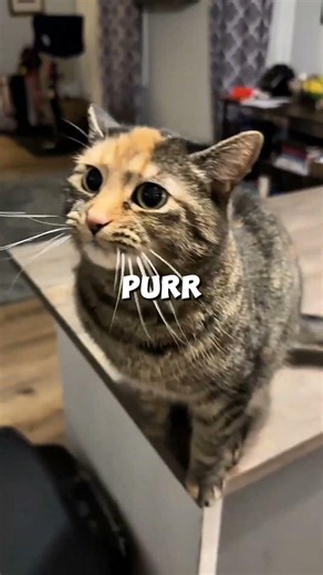 Why Cats Purr When They're Dying #Cats #MindBlown #facts #shorts