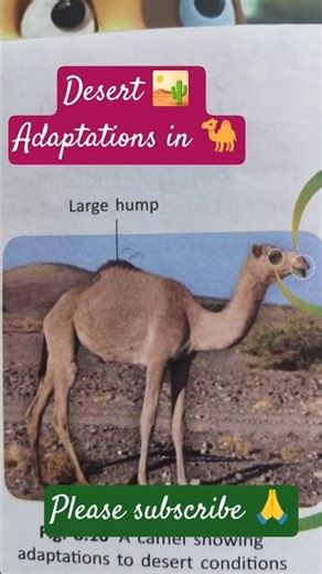 How Camels Survive the Desert 🐪 | Amazing Desert Adaptations #shorts