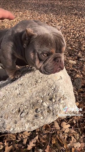 Discover the World of Micro Exotic Pitbull Dogs!