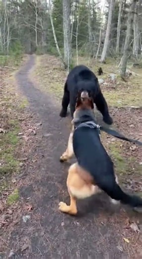 German Shepherd Protects Owner From Wild Animal Attack | 4K POV #dogsondeployment #devildogs #sora2