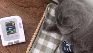 康泰医学兽用血压计|CONTEC08A-VET血压计|血压计视频展示