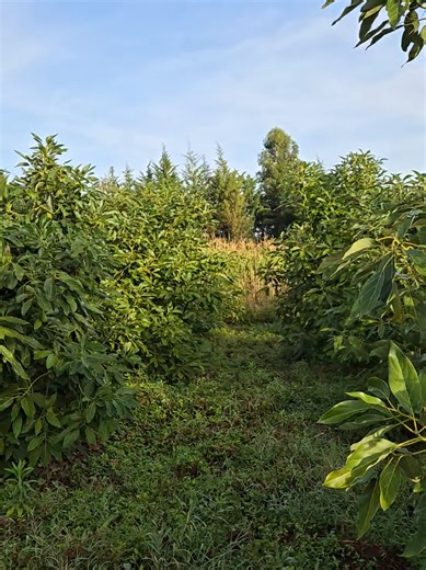 Hass Avocado Growing Insights for 2026 Season