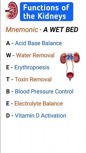 Kidney Functions Mnemonic 🏥 | A WET BED Explained! #kidneyfunction #nephrology #kidney