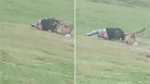 Watch horror moment leopard attacks pals having PICNIC mauling three victims