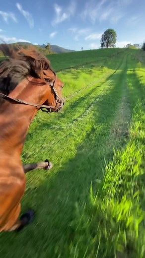 Experience the Thrill of Galloping Horses with Willow Ryder