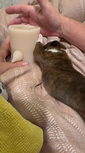 9.8K views · 414 reactions | So for all those that have been on this page for quite some time, you all know when you got one who’s just not gaining enough weight at first you gotta give her a little bit of help couple more days probably we won’t even have to do it no more but I’m doing a catch-up now that she is gaining good weight Eating off of her mom real well! | BFEBK | Facebook