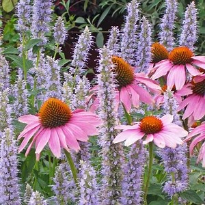Purple Coneflower, Echinacea purpurea | High Country Gardens