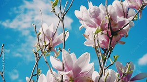 Pink blooming Magnolia tree. Close up of magnolia blossoms in the spring season. Magnolia tree in bloom. Light breeze moves beautiful pink flowers in spring season.