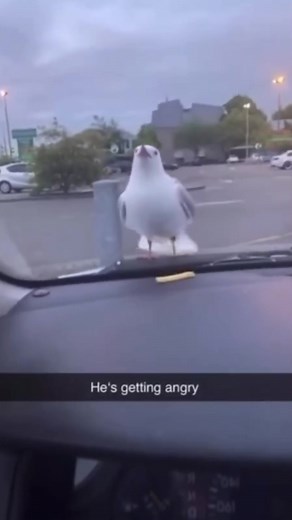 #funnyvideos #meme #animals | funny animal videos