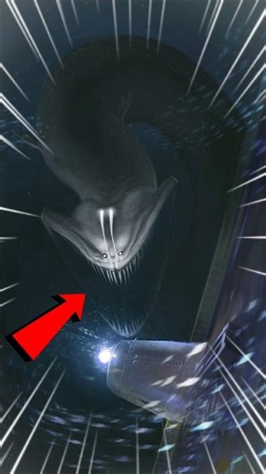 Top Deadliest Animals Living In The Ocean 😱