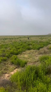 1.5K views · 74K reactions | The Art of The Point always never disappoints! @birddogbeer #huntingdogs #birddog #fyp #fielddoglife #gsp #germanshorthair #dogsofinstagram #outdoors #birddog #huntingdog #follow | Field Dog Life | Facebook