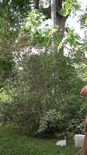 Papa Swolio (@papaswolio)’s videos with original sound - Papa Swolio