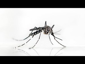 Species That Don't Deserve to Exist