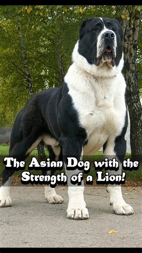 226K views · 12K reactions | Alabai: Is This the Most Fearless Guardian Dog on Earth? . . . . #alabai #centralasianshepherd #foryoupage #strongdog #guarddog #fblifestyle | Doggy Discovery | Facebook