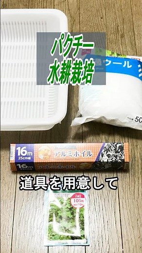 パクチー 種まき～収穫 ろ過ウールで【水耕栽培】