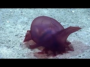 "Kopfloses Hühnermonster" erwischt