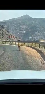 1.8M views · 15K reactions | Ibex National animal of Pakistan � #Ibex #animal #mountainlife #shorts #shortsvideos #shortfeed | Travel North Pakistan | Facebook