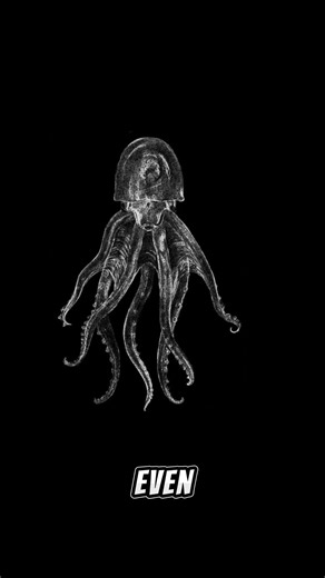This Octopus Is Almost Completely Invisible! 👻🐙