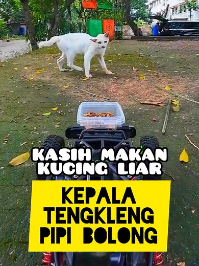 Kepala kucingnya tengkleng & pipinya bolong 😿😭 #WiraWiris #RC #RCcar #RCspeed #RCracing #RCbuggy #RCdrift #RCadventure #RemoteControl #FPV #FPVRC #RCFPV #MobilRemot #cat #catlover #catlovers #streetfeeding #streetfeedingcat #cats